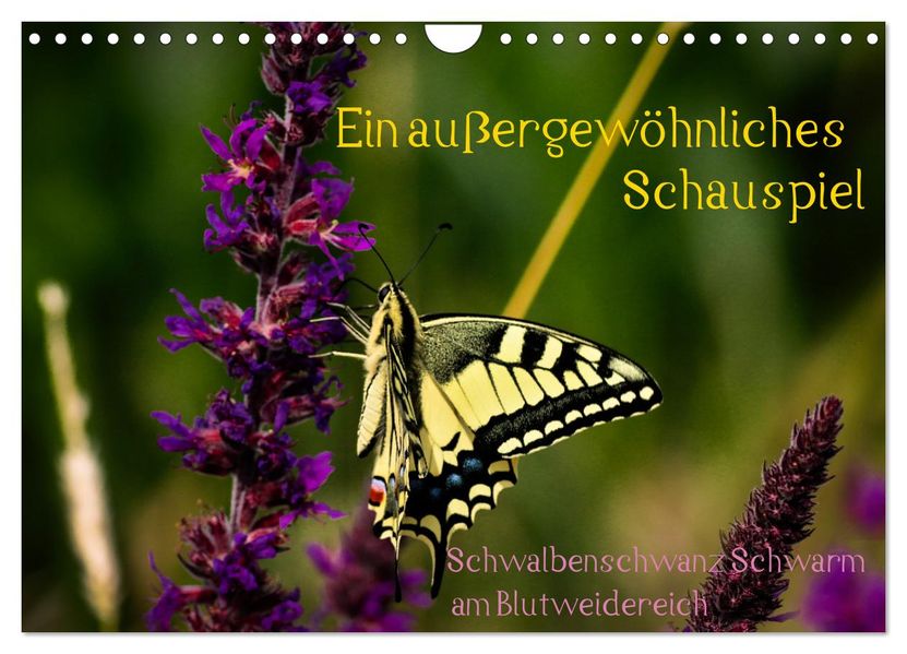Ein außergewöhnliches Schauspiel (Wandkalender 2027 DIN A4 quer) CALVENDO Monatskalender
