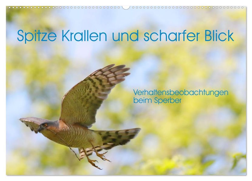 Spitze Krallen und scharfer Blick - Verhalten Sperber (Wandkalender 2027 DIN A2 quer) CALVENDO Monatskalender