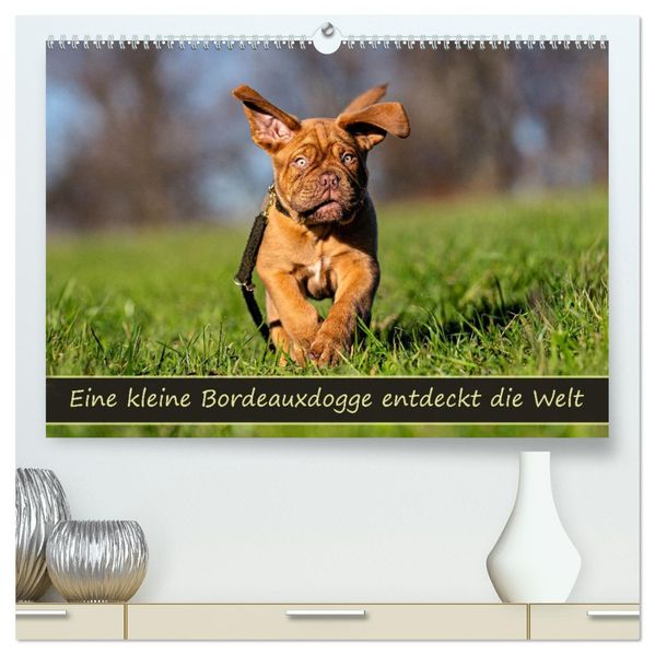 Eine kleine Bordeauxdogge entdeckt die Welt (hochwertiger Premium Wandkalender 2027 DIN A2 quer) Kunstdruck in Hochglanz
