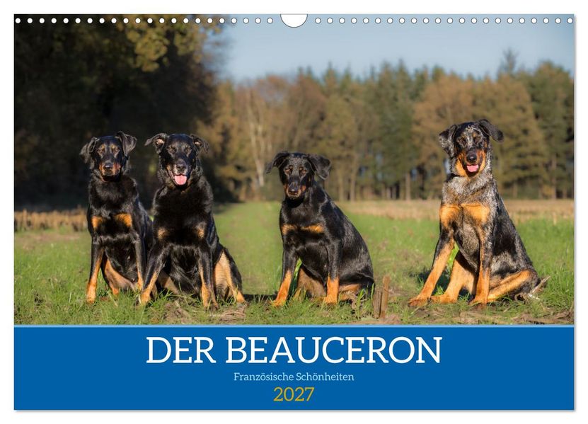 Der Beauceron (Wandkalender 2027 DIN A3 quer) CALVENDO Monatskalender