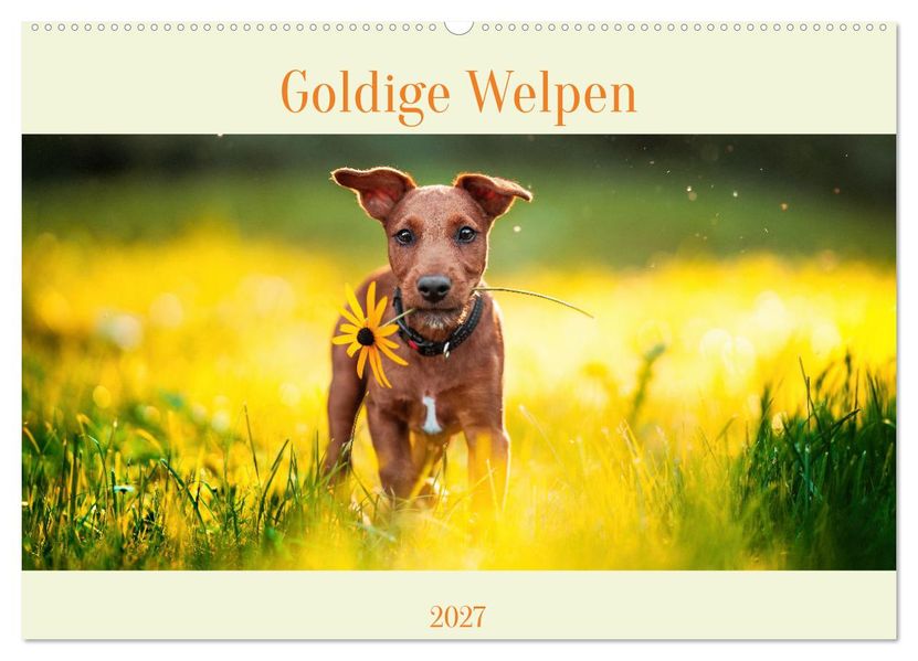 Pfotenblitzers Goldige Welpen (Wandkalender 2027 DIN A2 quer) CALVENDO Monatskalender