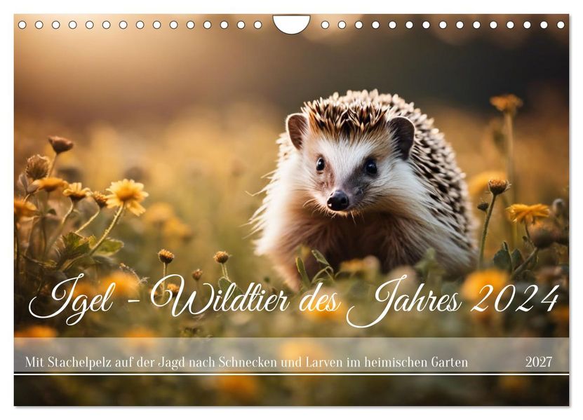 Igel - Wildtier des Jahres 2024 (Wandkalender 2027 DIN A4 quer) CALVENDO Monatskalender