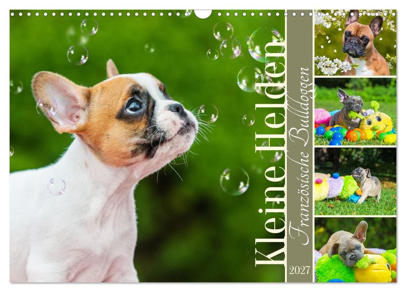 Kleine Helden - Französische Bulldoggen (Wandkalender 2027 DIN A3 quer) CALVENDO Monatskalender