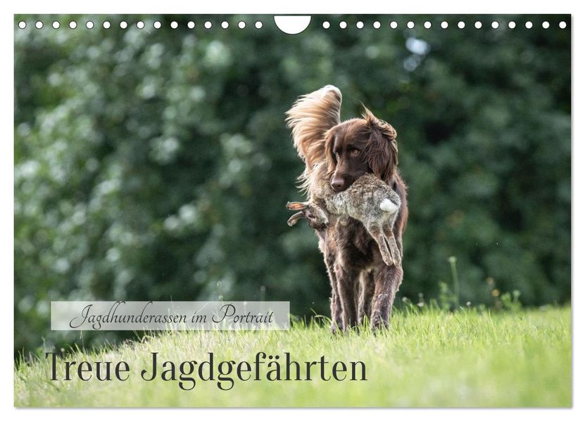 Treue Jagdgefährten - Jagdhunderassen im Portrait (Wandkalender 2027 DIN A4 quer) CALVENDO Monatskalender