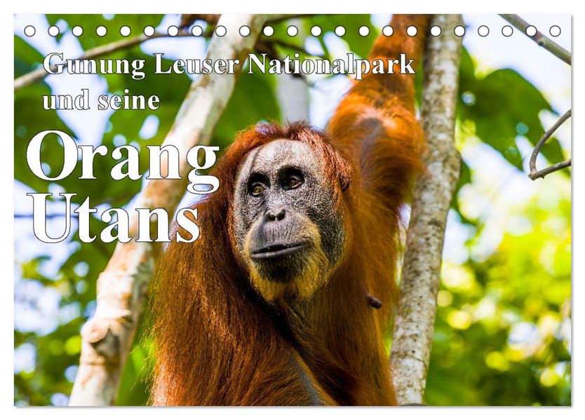 Gunung Leuser Nationalpark und seine Orang Utans (Tischkalender 2027 DIN A5 quer) CALVENDO Monatskalender