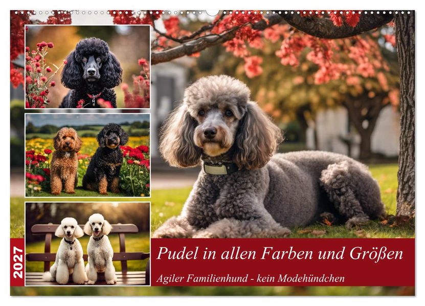 Pudel in allen Farben und Größen (Wandkalender 2027 DIN A2 quer) CALVENDO Monatskalender