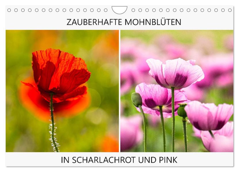 ZAUBERHAFTE MOHNBLÜTEN IN SCHARLACHROT UND PINK (Wandkalender 2027 DIN A4 quer) CALVENDO Monatskalender