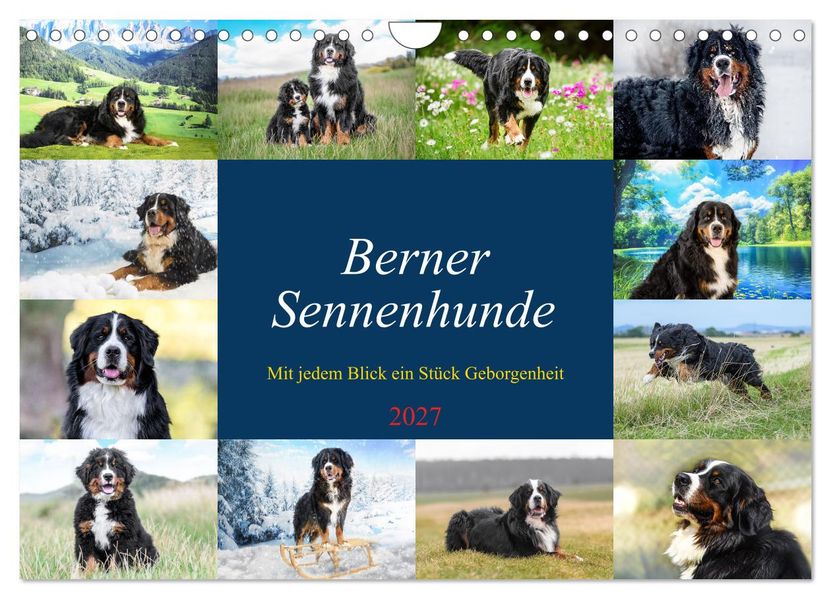 Berner Sennenhunde - Mit jedem Blick ein Stück Geborgenheit (Wandkalender 2027 DIN A4 quer) CALVENDO Monatskalender