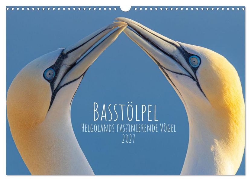 Basstölpel - Helgolands faszinierende Vögel (Wandkalender 2027 DIN A3 quer) CALVENDO Monatskalender
