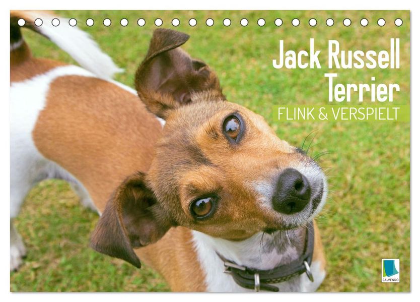 Jack Russell Terrier: flink und verspielt (Tischkalender 2027 DIN A5 quer) CALVENDO Monatskalender