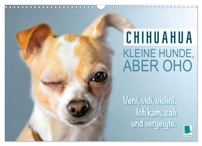 Chihuahua: Kleine Hunde aber oho (Wandkalender 2027 DIN A3 quer) CALVENDO Monatskalender