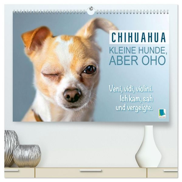 Chihuahua: Kleine Hunde aber oho (hochwertiger Premium Wandkalender 2027 DIN A2 quer) Kunstdruck in Hochglanz