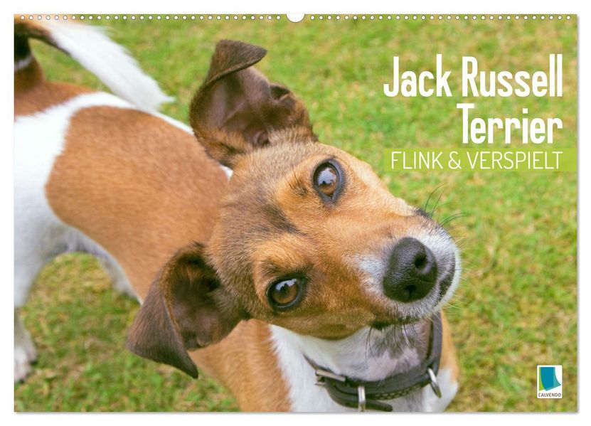 Jack Russell Terrier: flink und verspielt (Wandkalender 2027 DIN A2 quer) CALVENDO Monatskalender