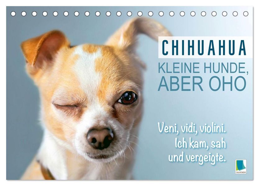 Chihuahua: Kleine Hunde aber oho (Tischkalender 2027 DIN A5 quer) CALVENDO Monatskalender