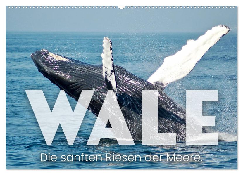 Wale - Die Riesen der Meere. (Wandkalender 2027 DIN A2 quer) CALVENDO Monatskalender