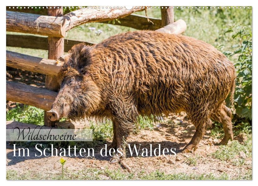 Wildschweine - Im Schatten des Waldes (Wandkalender 2027 DIN A2 quer) CALVENDO Monatskalender