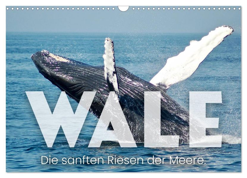 Wale - Die Riesen der Meere. (Wandkalender 2027 DIN A3 quer) CALVENDO Monatskalender