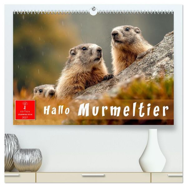 Hallo Murmeltier (hochwertiger Premium Wandkalender 2027 DIN A2 quer) Kunstdruck in Hochglanz