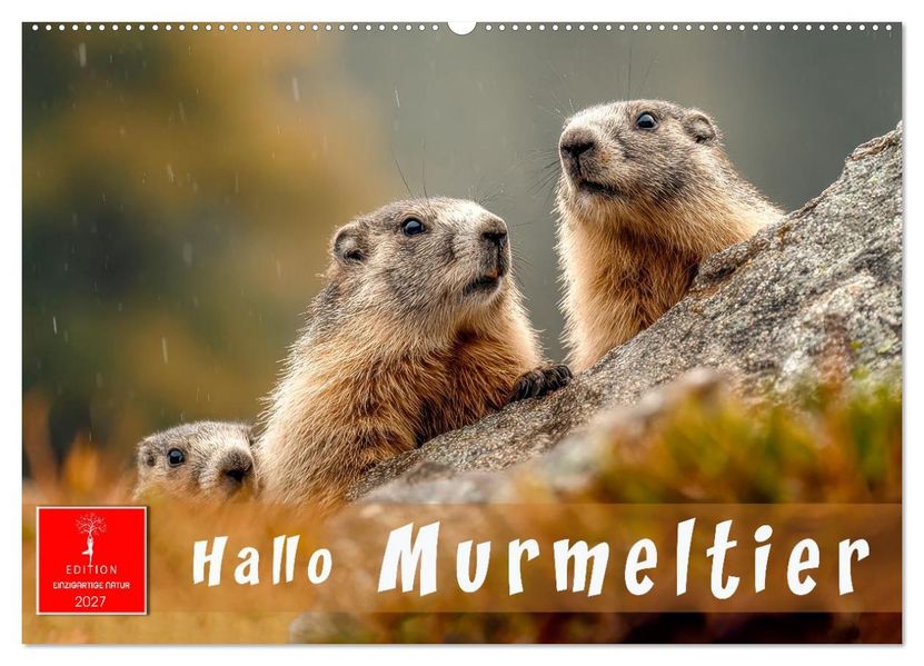 Hallo Murmeltier (Wandkalender 2027 DIN A2 quer) CALVENDO Monatskalender
