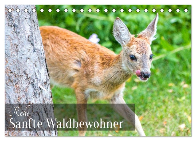 Rehe - Sanfte Waldbewohner (Tischkalender 2027 DIN A5 quer) CALVENDO Monatskalender