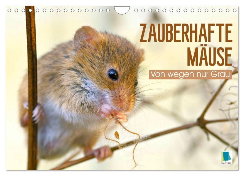 Zauberhafte Mäuse: Von wegen nur Grau (Wandkalender 2027 DIN A4 quer) CALVENDO Monatskalender