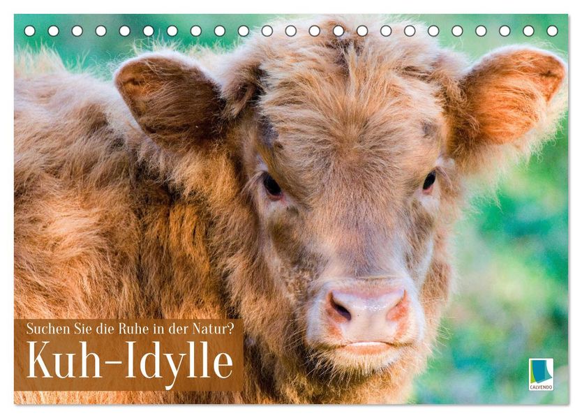 Kuh-Idylle: Suchen Sie die Ruhe in der Natur? (Tischkalender 2027 DIN A5 quer) CALVENDO Monatskalender