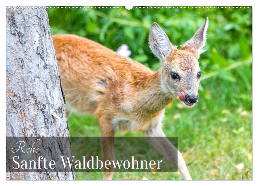Rehe - Sanfte Waldbewohner (Wandkalender 2027 DIN A2 quer) CALVENDO Monatskalender