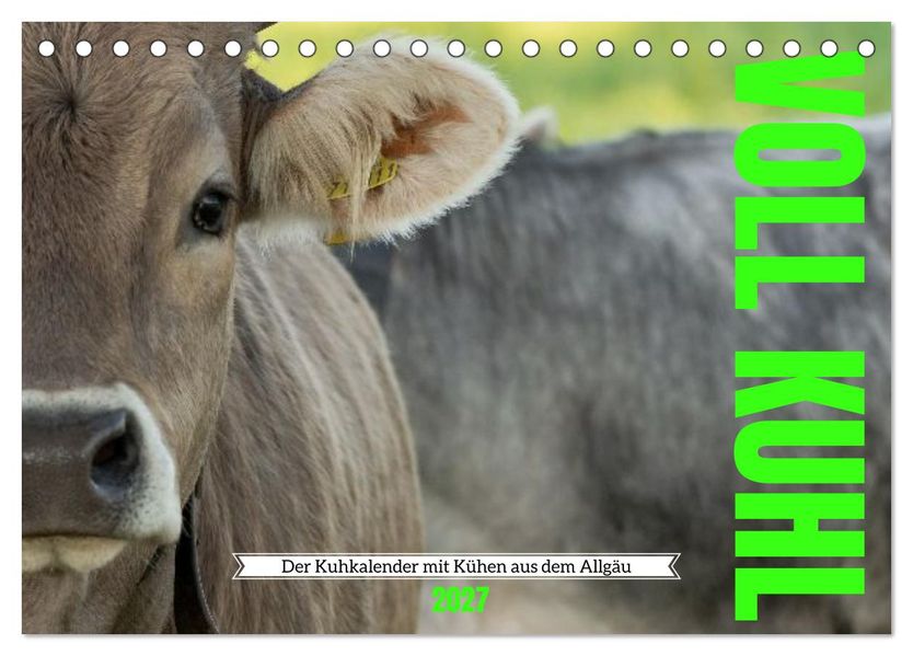 Voll kuhl - der Kuhkalender mit Kühen aus dem Allgäu (Tischkalender 2027 DIN A5 quer) CALVENDO Monatskalender