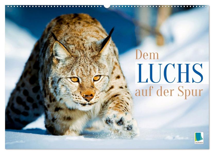 Dem Luchs auf der Spur (Wandkalender 2027 DIN A2 quer) CALVENDO Monatskalender