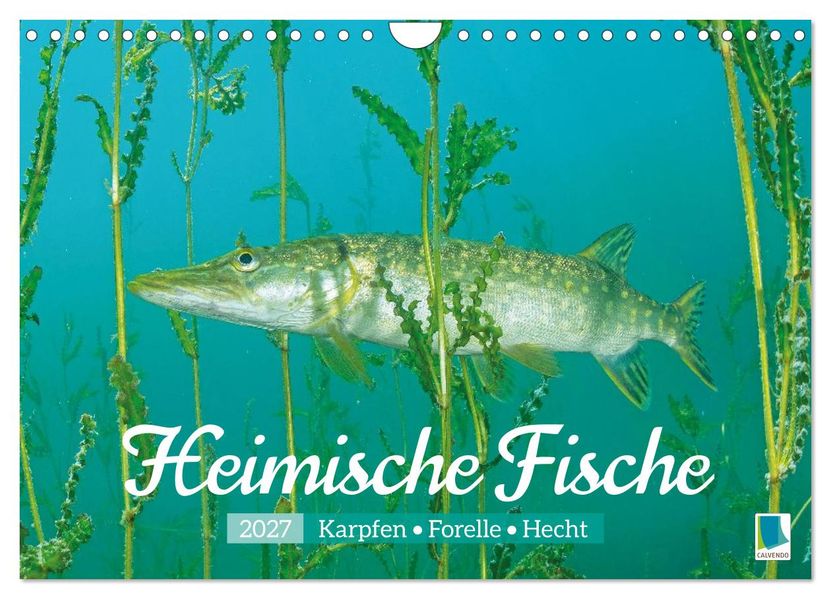 Heimische Fische: Karpfen Forelle Hecht (Wandkalender 2027 DIN A4 quer) CALVENDO Monatskalender