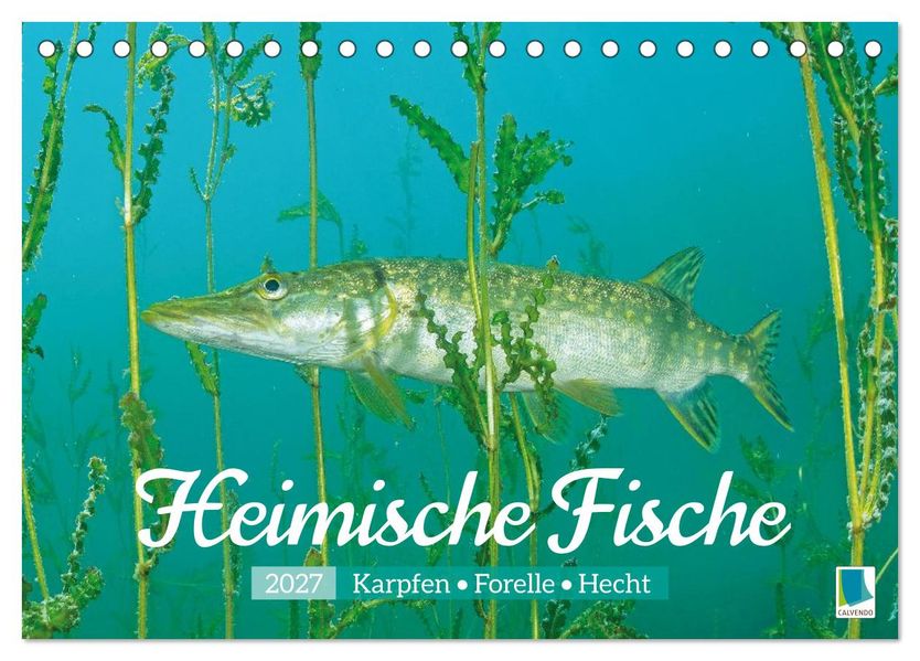 Heimische Fische: Karpfen Forelle Hecht (Tischkalender 2027 DIN A5 quer) CALVENDO Monatskalender