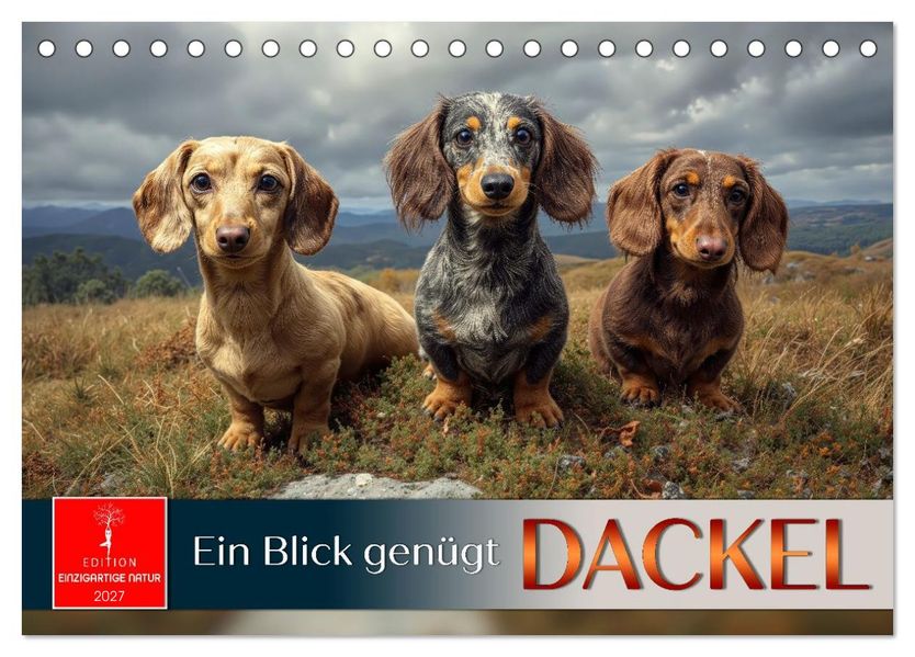 Dackel - ein Blick genügt (Tischkalender 2027 DIN A5 quer) CALVENDO Monatskalender