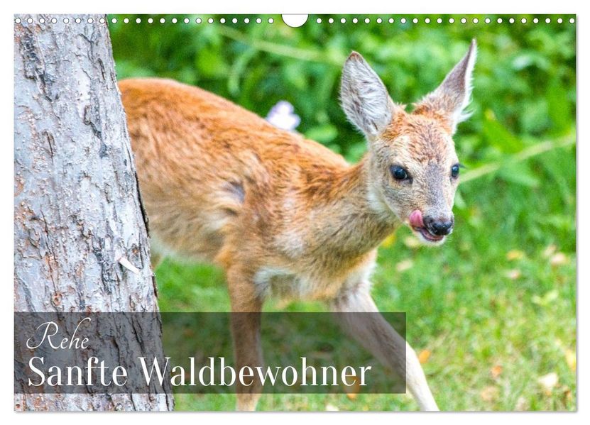 Rehe - Sanfte Waldbewohner (Wandkalender 2027 DIN A3 quer) CALVENDO Monatskalender