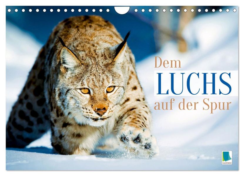 Dem Luchs auf der Spur (Wandkalender 2027 DIN A4 quer) CALVENDO Monatskalender