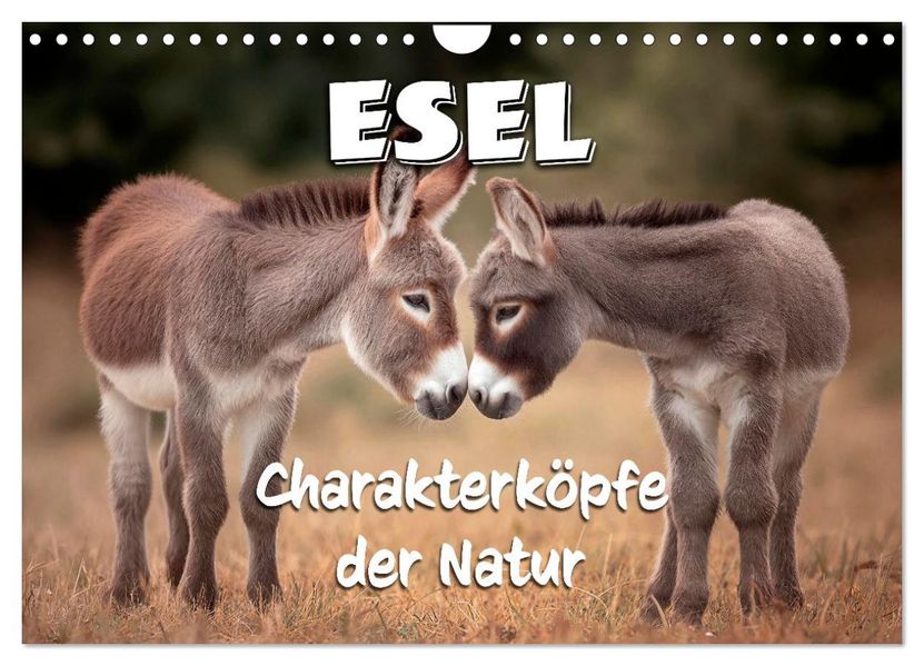Esel - Charakterköpfe der Natur (Wandkalender 2027 DIN A4 quer) CALVENDO Monatskalender