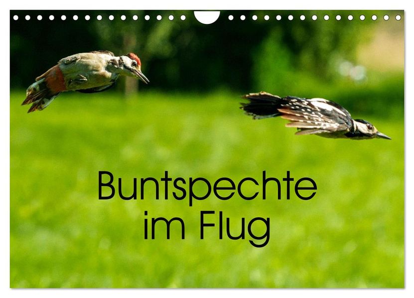 Buntspechte im Flug (Wandkalender 2027 DIN A4 quer) CALVENDO Monatskalender