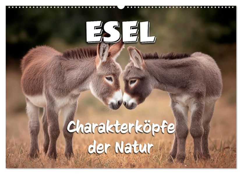 Esel - Charakterköpfe der Natur (Wandkalender 2027 DIN A2 quer) CALVENDO Monatskalender