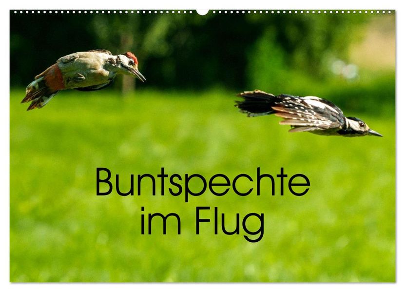 Buntspechte im Flug (Wandkalender 2027 DIN A2 quer) CALVENDO Monatskalender