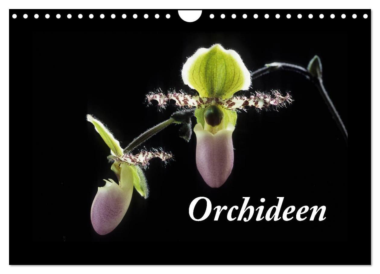Orchideen 2027 (Wandkalender 2027 DIN A4 quer) CALVENDO Monatskalender