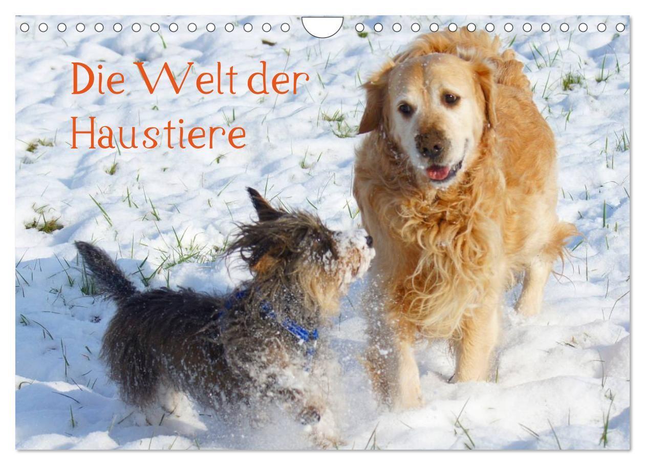 Die Welt der Haustiere (Wandkalender 2027 DIN A4 quer) CALVENDO Monatskalender