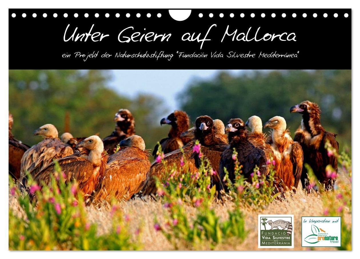 Unter Geiern auf Mallorca: Ein Projekt der Naturschutzstiftung Vida Silvestre Mediterránea (Wandkalender 2027 DIN A4 quer) CALVENDO Monatskalender