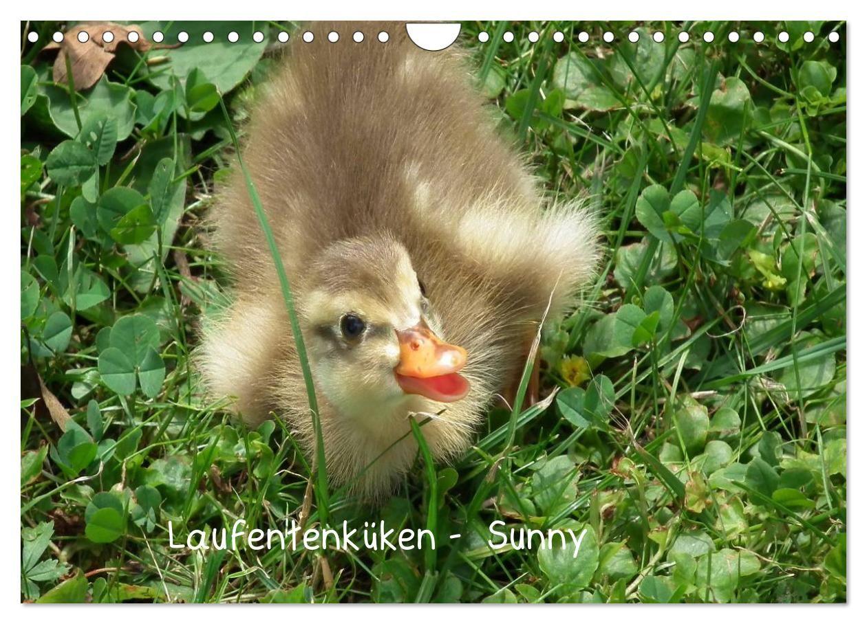 Laufentenküken - Sunny (Wandkalender 2027 DIN A4 quer) CALVENDO Monatskalender
