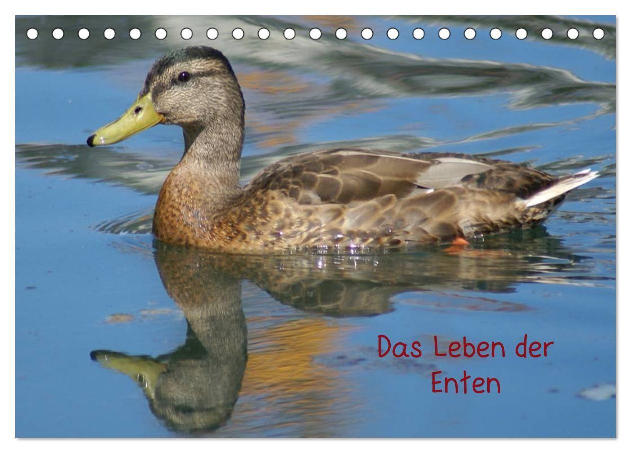Das Leben der Enten (Tischkalender 2027 DIN A5 quer) CALVENDO Monatskalender