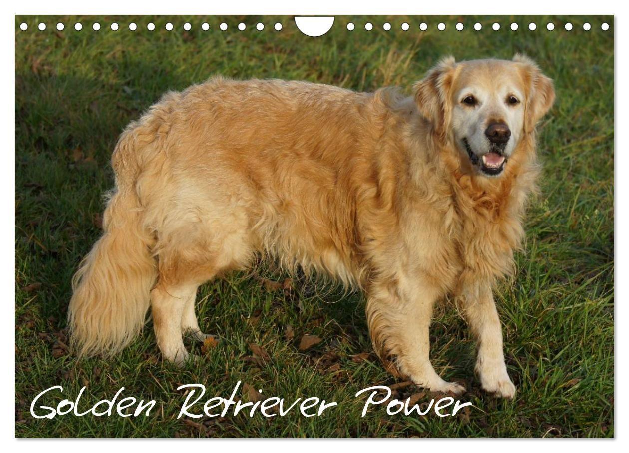 Golden Retriever Power (Wandkalender 2027 DIN A4 quer) CALVENDO Monatskalender