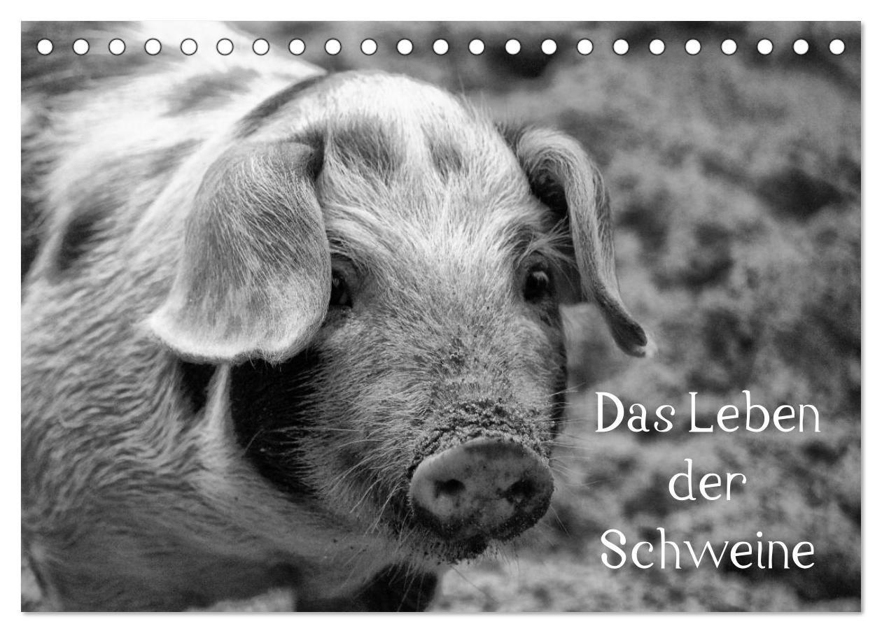 Das Leben der Schweine (Tischkalender 2027 DIN A5 quer) CALVENDO Monatskalender