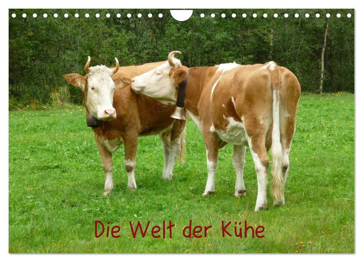 Die Welt der Kühe (Wandkalender 2027 DIN A4 quer) CALVENDO Monatskalender