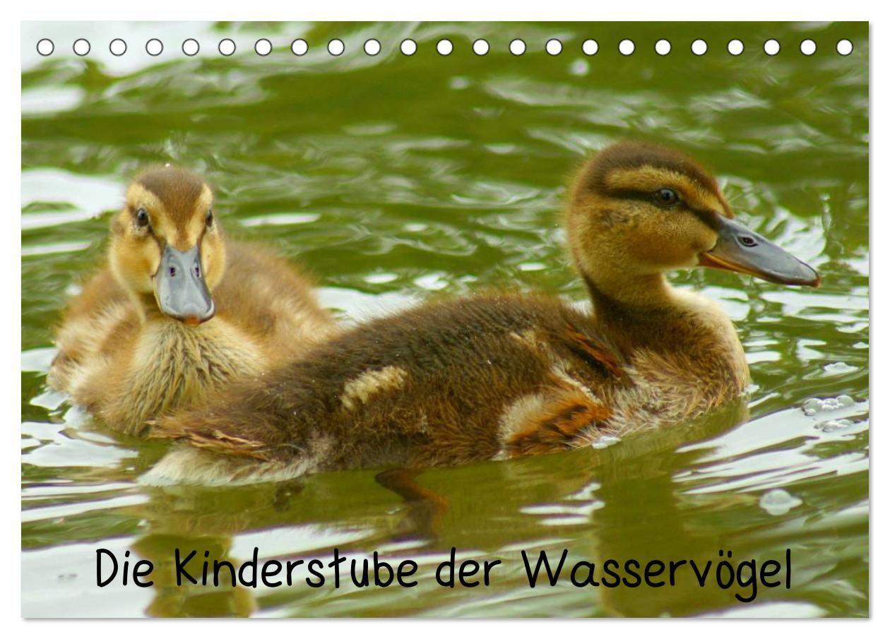 Die Kinderstube der Wasservögel (Tischkalender 2027 DIN A5 quer) CALVENDO Monatskalender