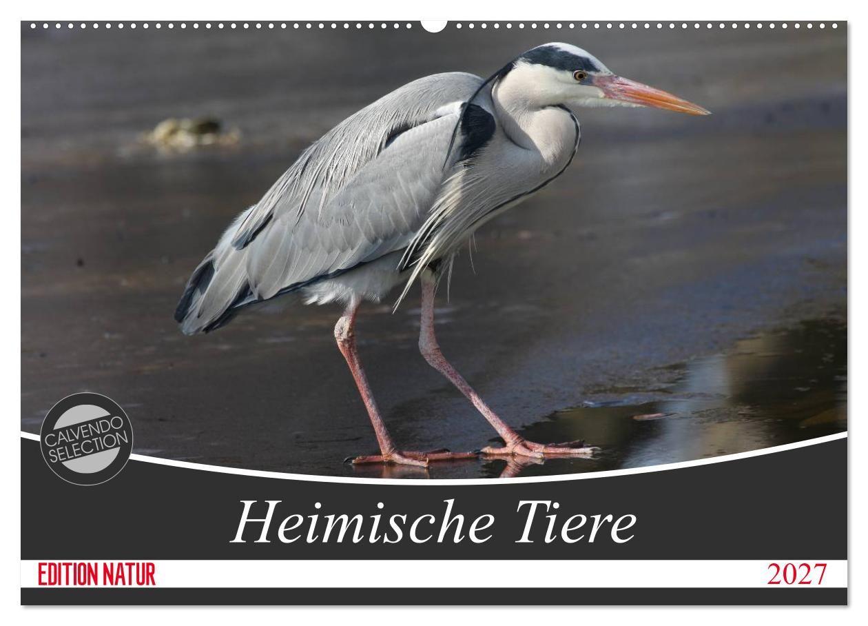 Heimische Tiere (Wandkalender 2027 DIN A2 quer) CALVENDO Monatskalender