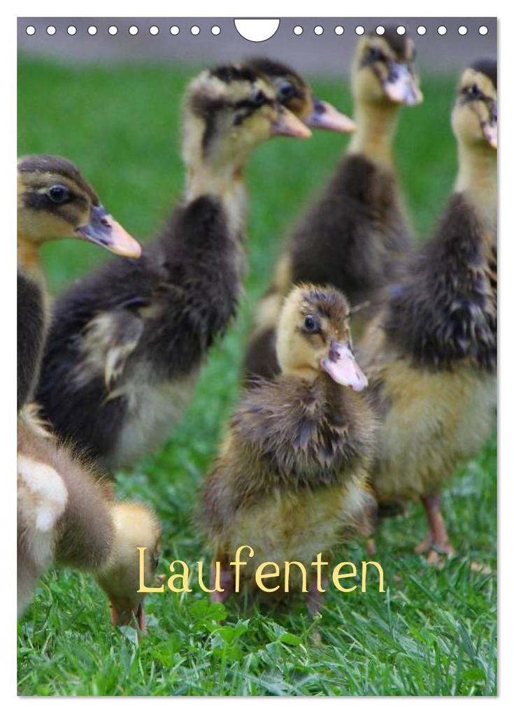 Laufenten (Wandkalender 2027 DIN A4 hoch) CALVENDO Monatskalender
