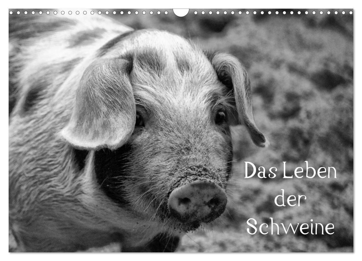 Das Leben der Schweine (Wandkalender 2027 DIN A3 quer) CALVENDO Monatskalender
